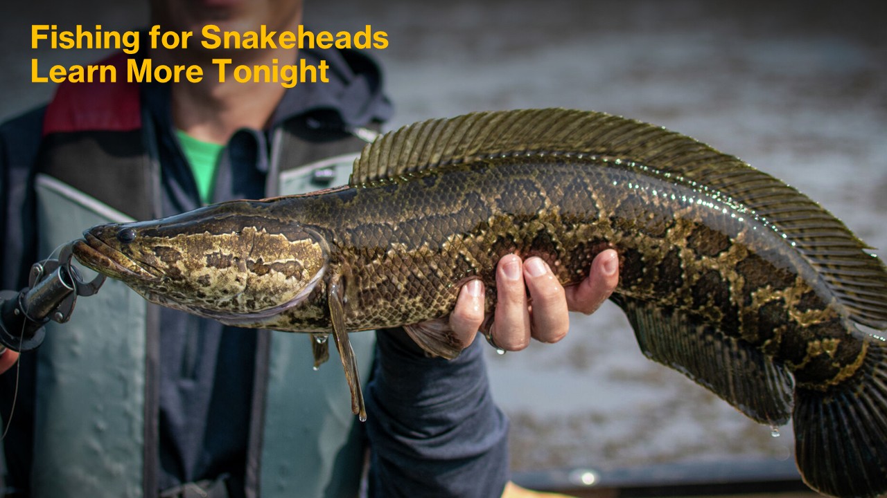 Fishing for Snakeheads